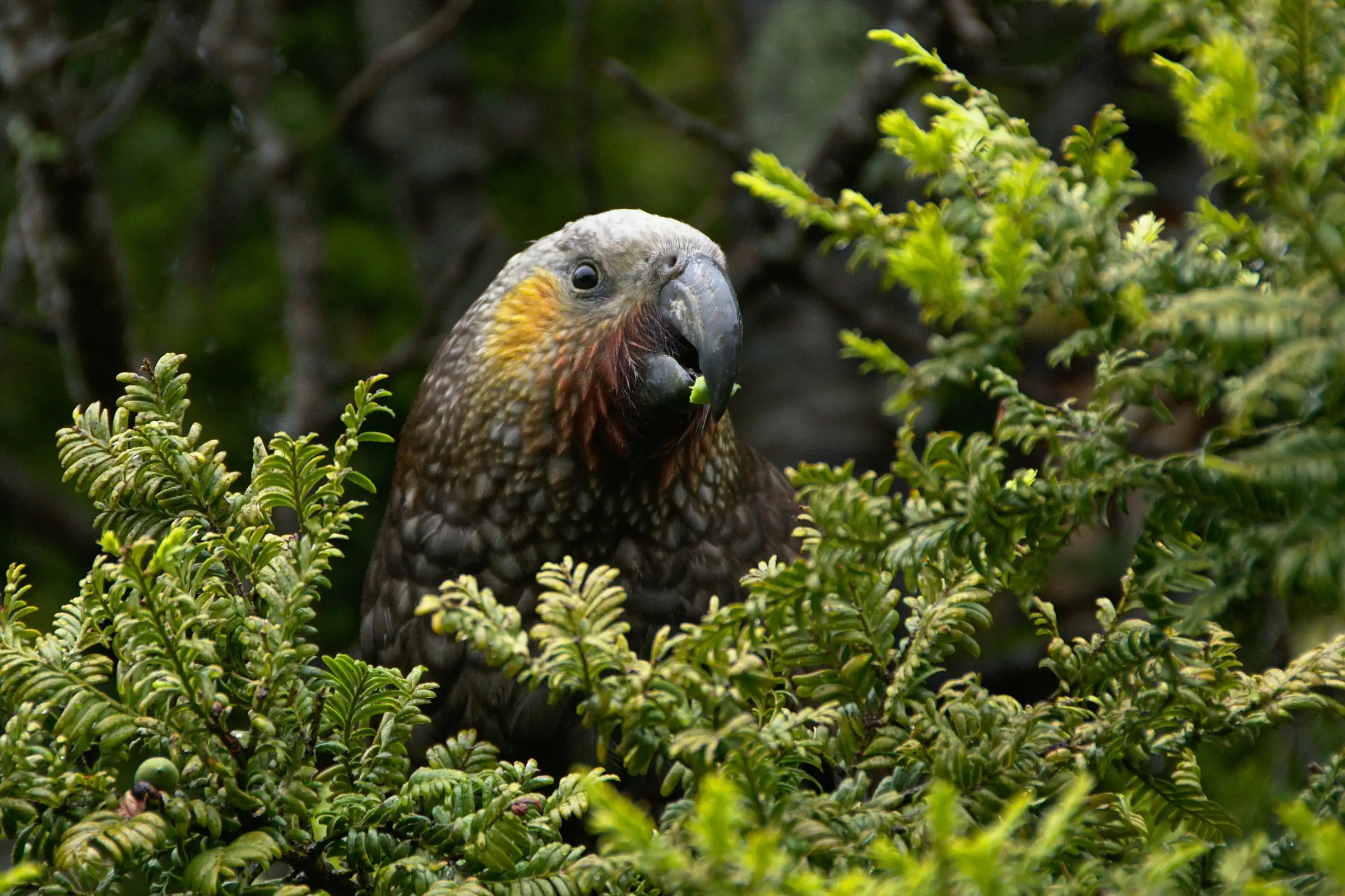Bird on a Leaf