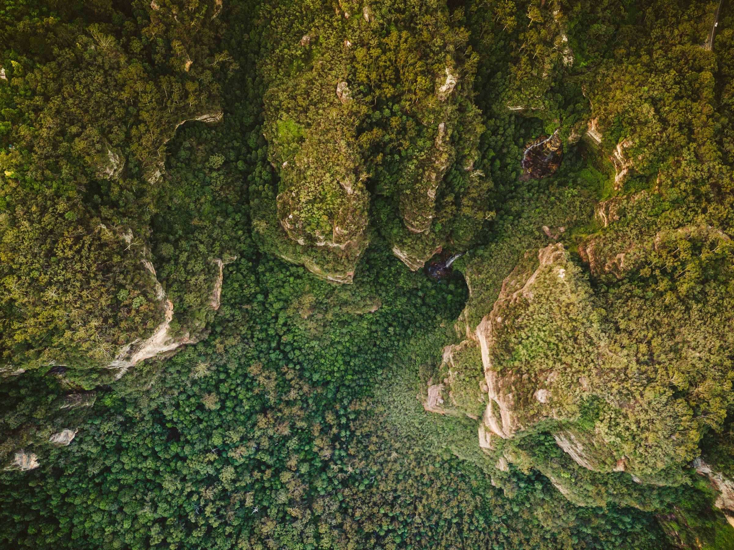 Forest from Above