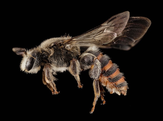 High Resolution Single Honey Bee