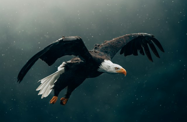 An Eagle Mid Flight