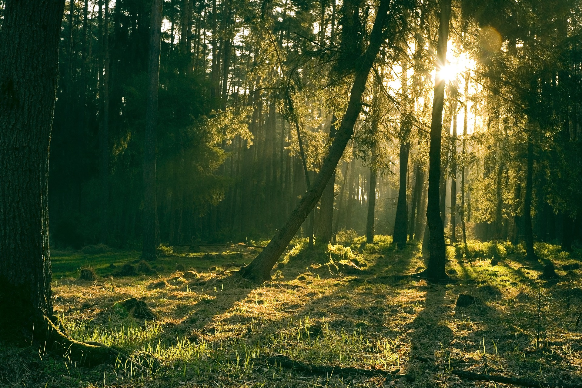 Sunny Forest