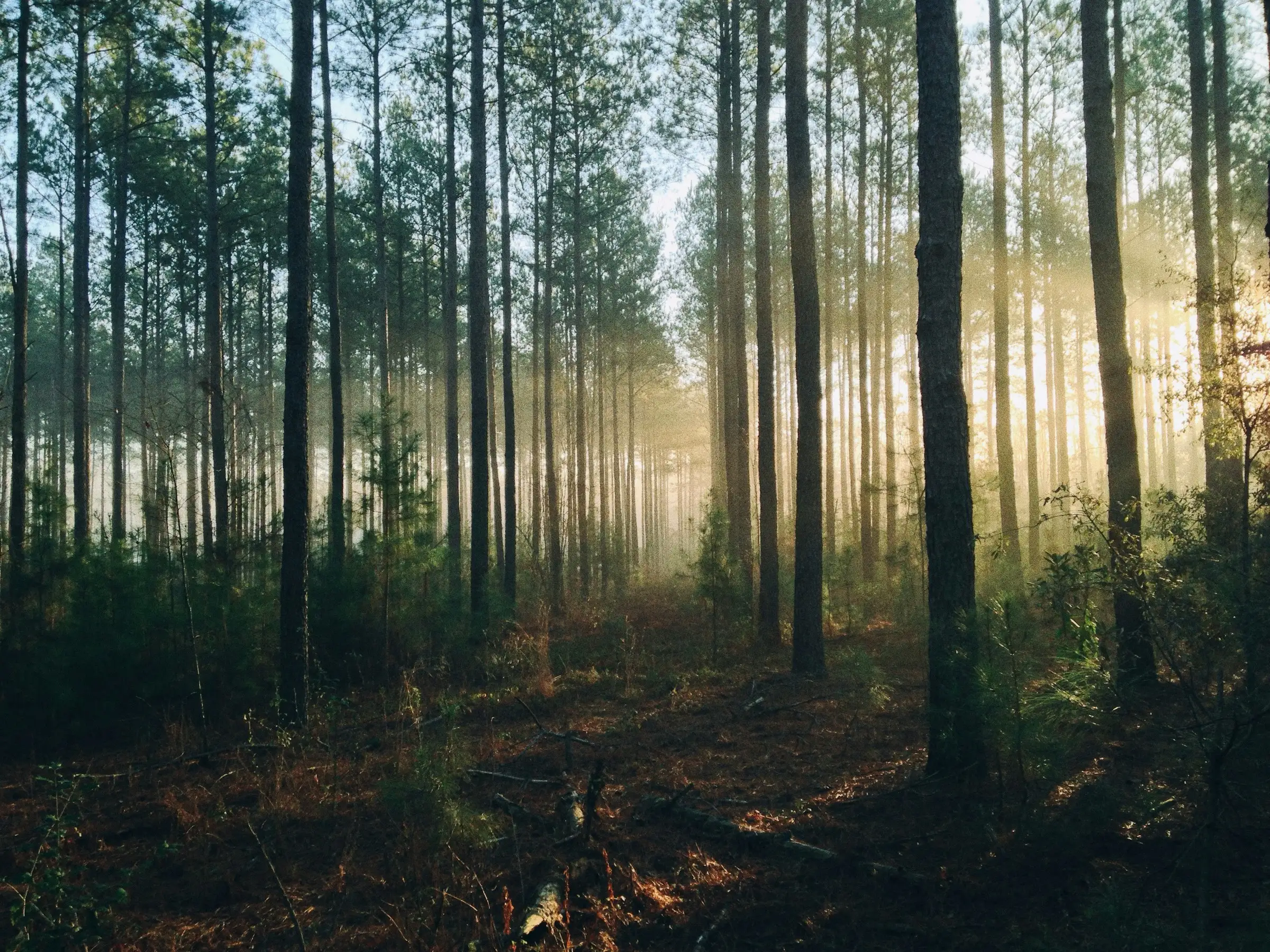 Coniferous Forest with the Sun Shining through the Leaves