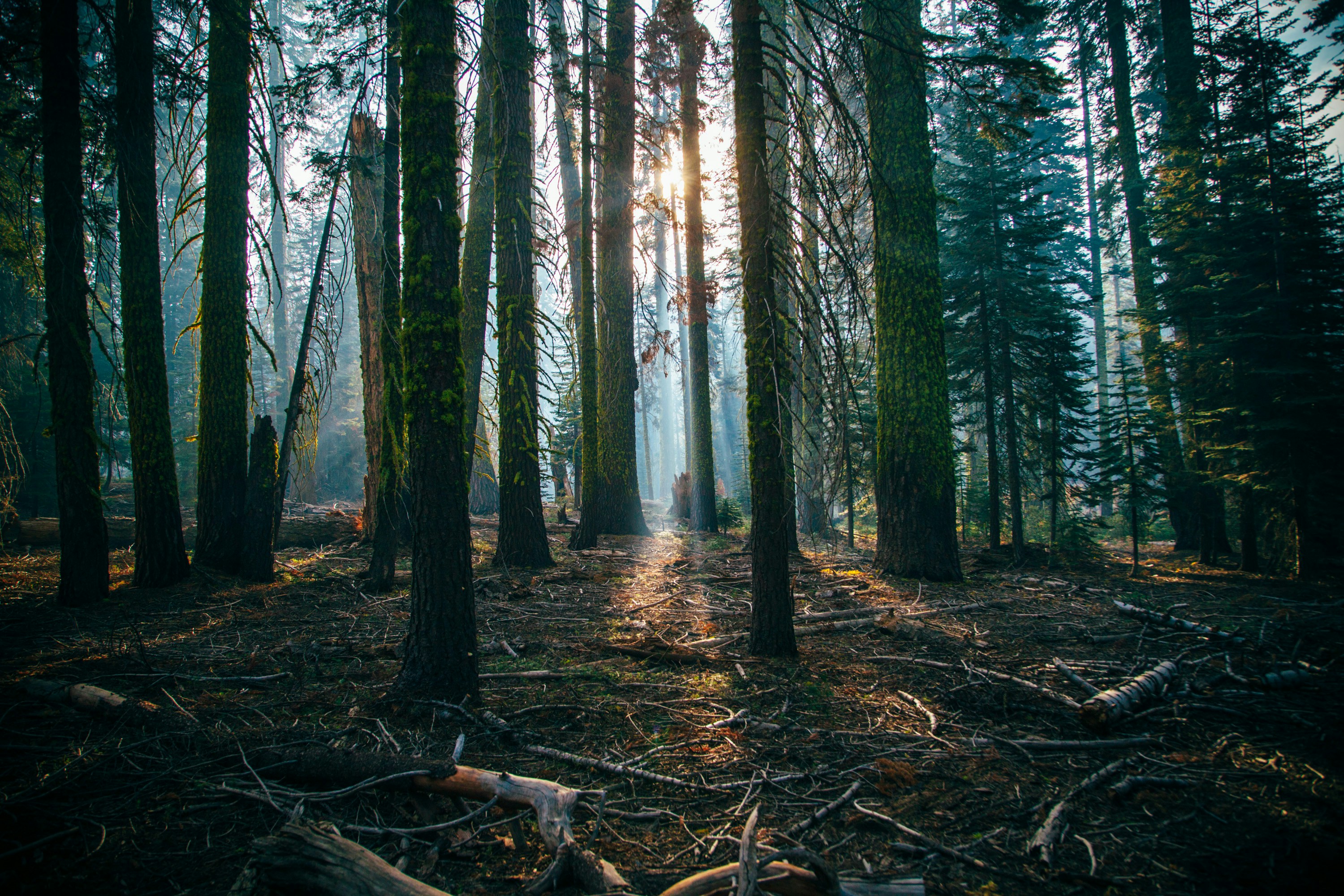 Tropical Forest with Shining Light through Leaves