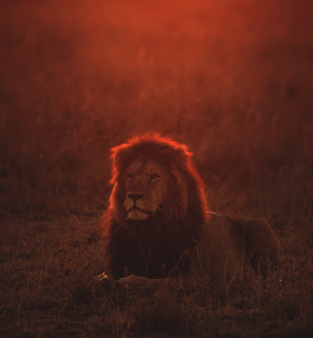 Male Lion in Red Light