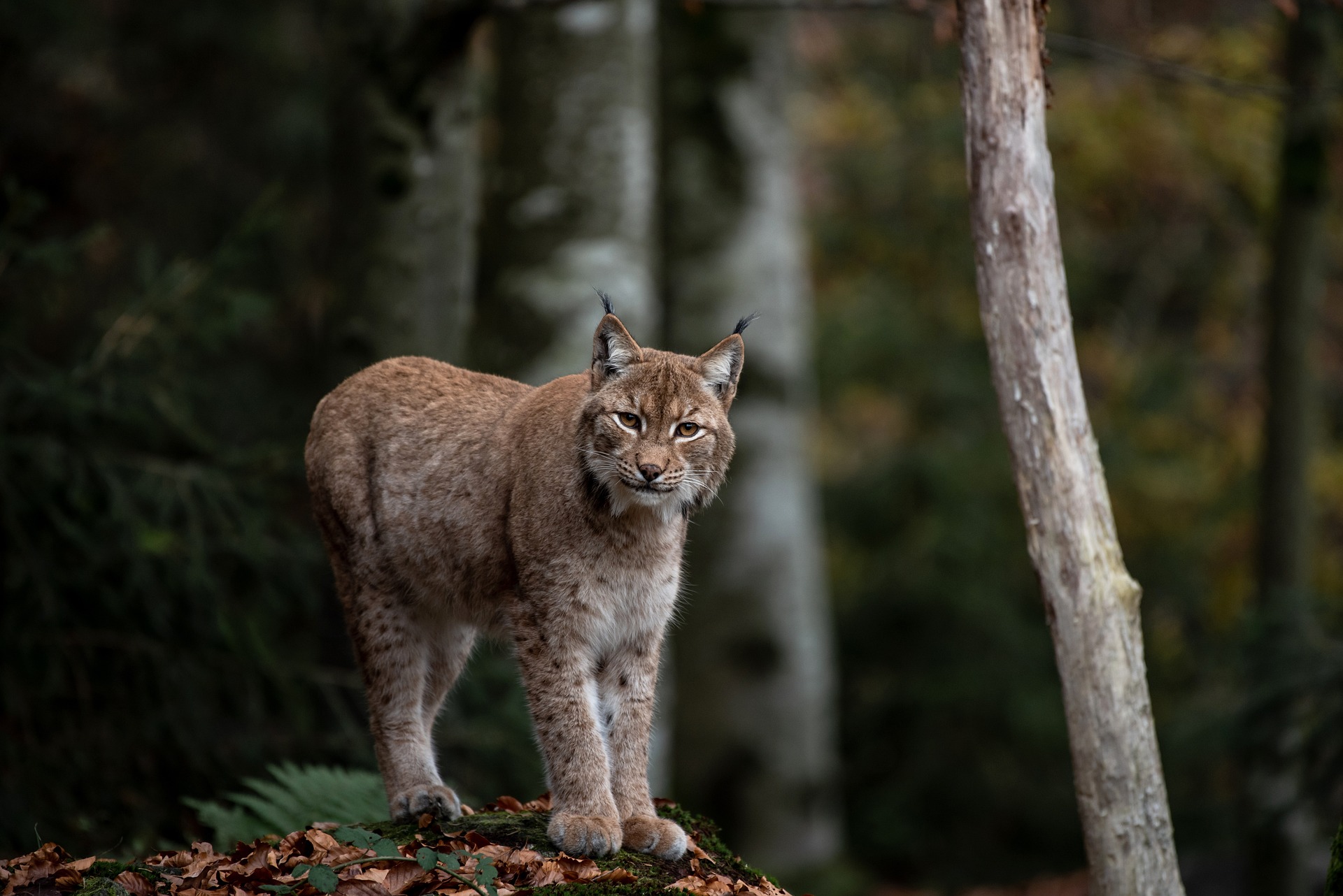 Lynx in Forest