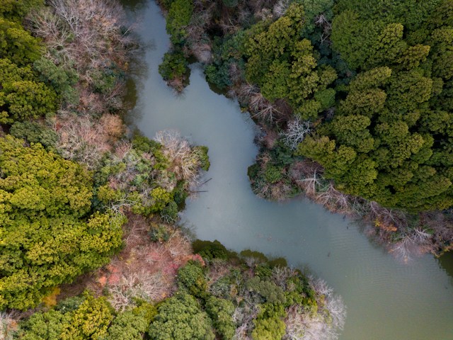 A River in a Forest From Birds Eye View