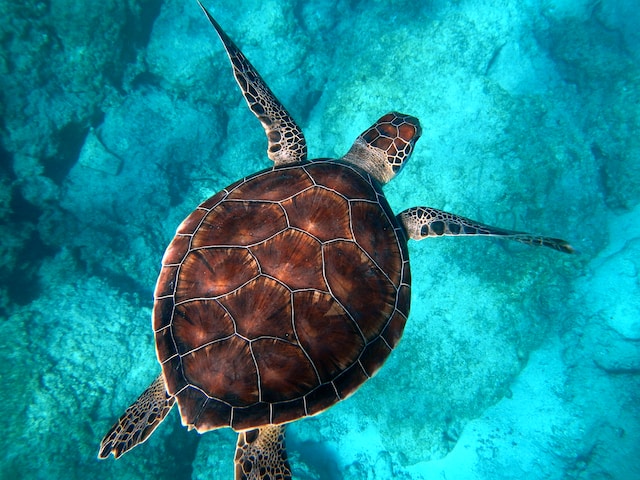 Sea Turtle Swimming in Clear Turquoise Water