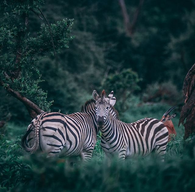 Two Zebras Facing Each Other